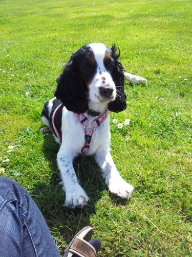 BusyPawsLtd's profile picture. We keep your paws busy!