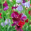 Michele Piper - @MichelePiper1 - Twitter