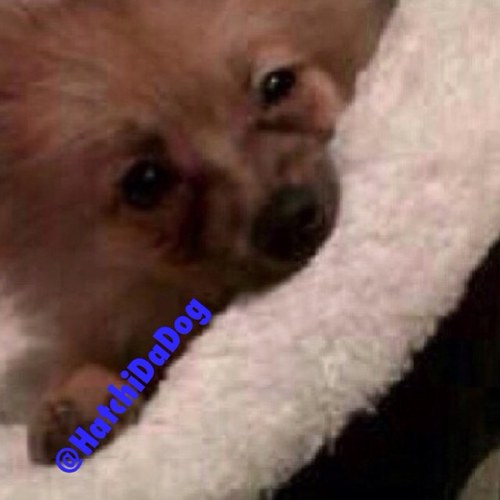 I'm Hatchi, Perrie Edwards' little loyal travel buddy! xx