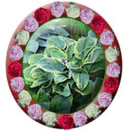 Bridgewater Gardens offers beautiful fresh cut peonies for overnight shipping in June.   http://t.co/PxkZ8zlvOD