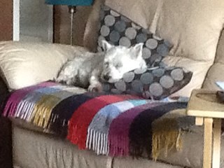 Sammy1367's profile picture. 