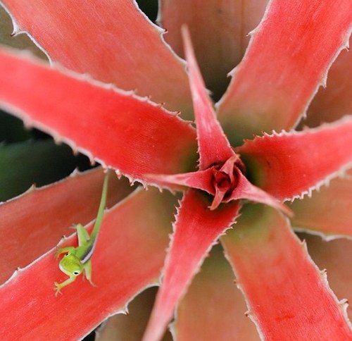 Forinsecal's profile picture. I will like anything as long as it interests me.