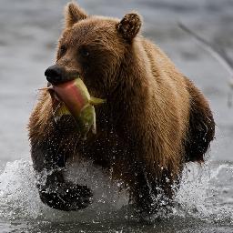 deathbyms's profile picture. student, diagnosed w/ rrms in 2011, paleo since  04/2012, medical marijuana advocate, embracing the inner bear