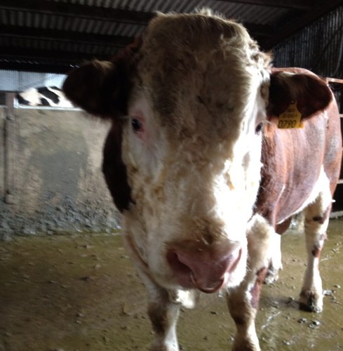 GM Free Dairy Farmer. Thurles Co Tipperary, 1 of 10 in Ireland