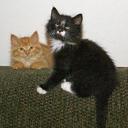 Dawn DeLong - @Ms_Cujo - Twitter