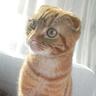 narita_narico's profile picture. 小説を書いています。猫の虎さん（スコ・15歳・♂）ラブです。6月13日、『いつかみんなＧを殺す』文庫刊行！冬くらいに新刊も刊行予定です。