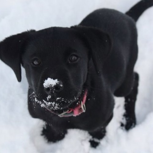 frathound69's profile picture. Woof