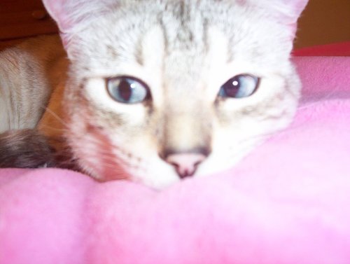 sugarrose's profile picture. interested in Alkaline movement helping nation expansion. Helping people liveing in pain an disibilty get well :)