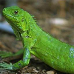 LizzieTheIguana's profile picture. Name is Lizzie. I like to bask around laying in the sunshine. #RolePlay #Pet