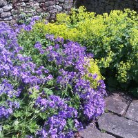 Needling (@sharpsecret) 's Twitter Profile