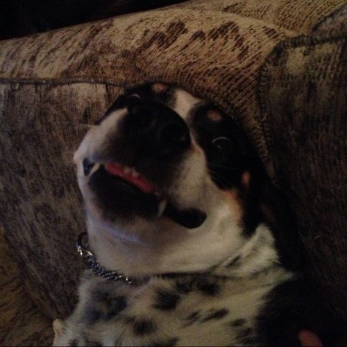 sire_blade's profile picture. 