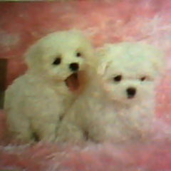 crystal27017715's profile picture. hey everyone it's royal princess.so i like seven super girls,my favorite color is pink,and i like dogs.SO CUTE