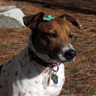 Handmade pet bows that stay in place regardless of fur length! Thanks to our exclusive grip clip, your pet will always be on the best dressed list!