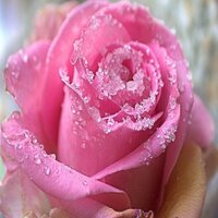خمسيني ذووق (بجده) زائر القاهرة (@rrshb) 's Twitter Profile