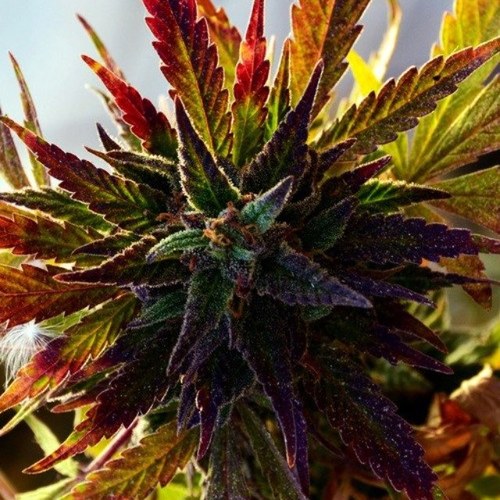 Follow us and get lifted.. SWINGCITY. WE ARE THE URBAN FARMERS