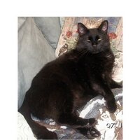 Mr. D (@mr_d_cat) 's Twitter Profile
