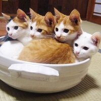 かりんと@子宮筋腫持ち、ICL手術済◎ (@karin_11_04) 's Twitter Profile Photo