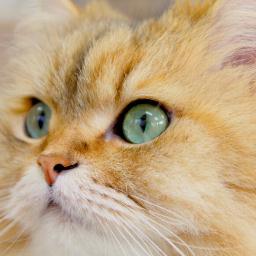 fai00000's profile picture. 