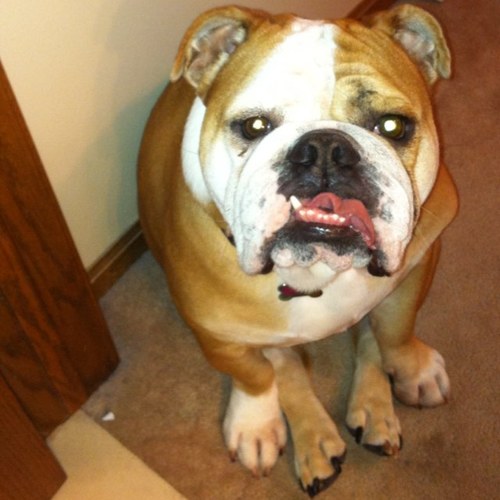 tammybossom's profile picture. 