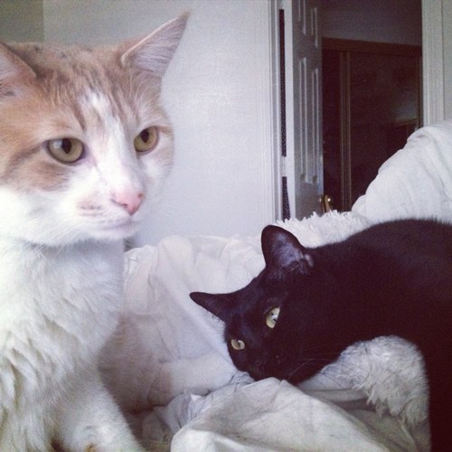 Coco-Queen Cat #VoodooDragon and Saz- Dapper Dude. Host of #SnazzySazzySunday      2 Rescue cats living the good life. Follow us on Instagram @coco_sazerac