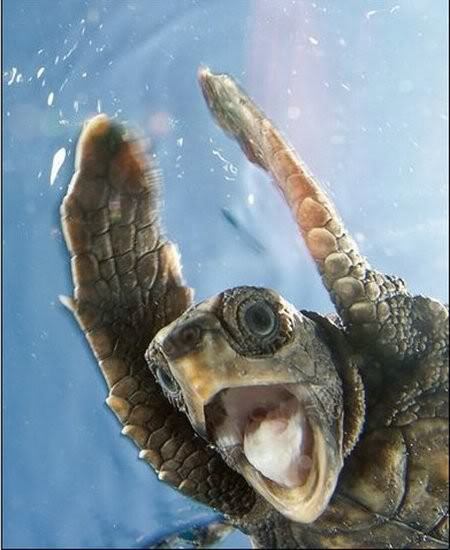GrasshopperTtle's profile picture. Just a turtle trying to just keep swimming!