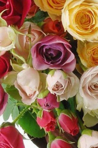 anans3334441's profile picture. *ربي اني خائفه من امور انت اعلم بها ف أجعل الطمانينه تسري في جسدي، واتمم اموري بتوفيقك لي ، وكن معي ياحي ياقيوم*.