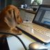 JVera (@srperro_) Twitter profile photo JVera (@srperro_) Twitter profile photo