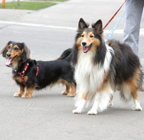 Photographer JP🇯🇵北海道日本ハムファイターズ&犬好き,シェルティのコウ太は2014/5/10,Mダックスのチビ太は2018/7/17虹の橋を渡りました。本当にありがとうコウ太,チビ太🇵 Mac･iPhone･EOS 1DX･5D MarkⅡ･Ⅲ･X-Pro2･X100･Leica M4 etc