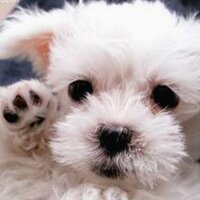 Adorable Alert ❤️ Memecoin (@adorabiealert) Twitter profile photo
