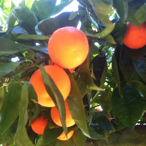 SoCal Harvest is an all-volunteer Long Beach, CA non-profit that gathers fruit/veggies from home gardens & delivers it to local food banks for those in need.