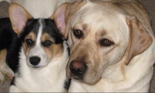 CorgilabL's profile picture. I live in Bath, Me . Iam a mom and a Nonnie to 5. I love my 2 furbabies Gemma my Corgi and Sara my yellow Lab.  I HATE spiders.