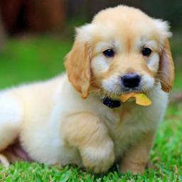 Hi All, 
I am a animal lover! I live in the south. Dogs are my favorite (golden's especially.) Live, Love and Laugh each and everyday!