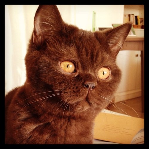 La petite vie d'Hermione, chat British Shorthair. #cat #chat #british #shorthair #britishshorthair #cute #cutecat #kitten