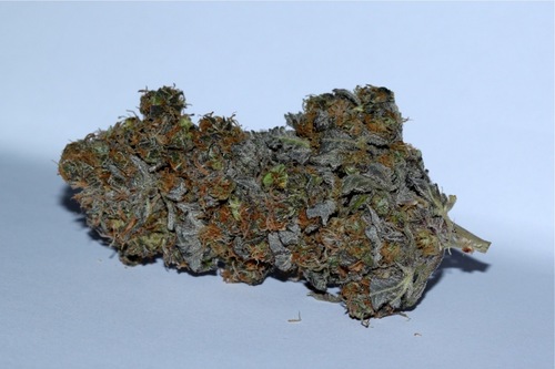 CHustlerz's profile picture. 