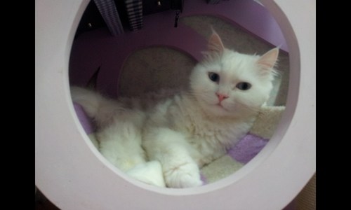 사랑스럽고 똥꼬발랄한 고양이 하루, 보배와 동거 중인 질풍노도의 靑春.