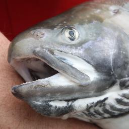 icywaterscharr's profile picture. Icy Waters Arctic Charr aquaculture facility dedicated to the sustainable development, growth, processing and sale of premium quality Arctic Charr.