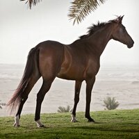 Forta Stud (@fortastud) 's Twitter Profile
