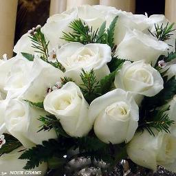 whitefl71816747's profile picture. 