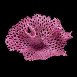 BryozoanNhm Profile Picture