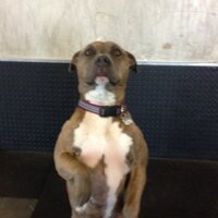 CFES (@crossfiteastsac) 's Twitter Profile
