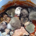 Karin Cameron - @twosweetpeas - Twitter