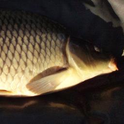 Karpfenverrückter -
Barschjäger -
Hechtnachsteller