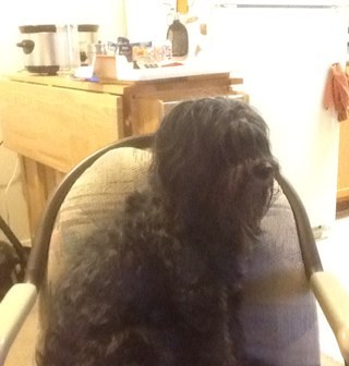 djenkii's profile picture. 