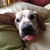 Michael S. Daubs PhD (@mdaubs) 's Twitter Profile
