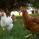 Michelle Link - @Linkfarm508 - Twitter