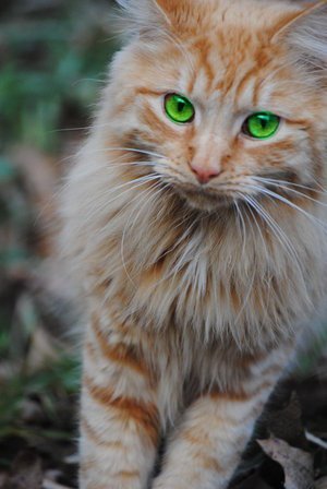 AskFemaleFire's profile picture. 