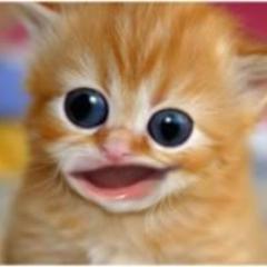 Catnipkins Profile Picture