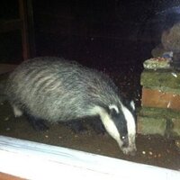 Badgergirl (@jsabourn01) 's Twitter Profile Photo