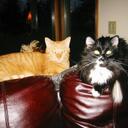 Sheryl Snell - @caddirue - Twitter