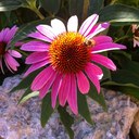 Thin Lizzy - @thinlizzy_150 - Twitter